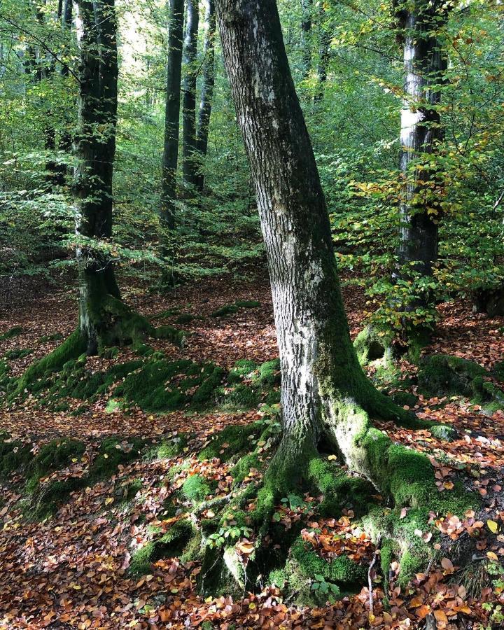 Gartenblick Ляйхлинген Экстерьер фото
